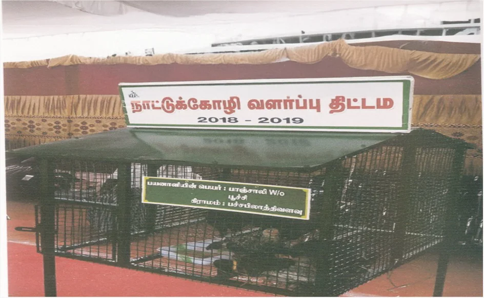 Chicken Poultry Distribution